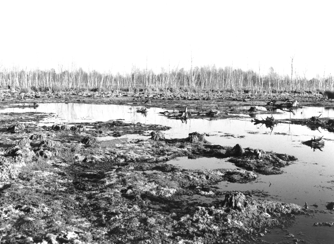 Death of peatland