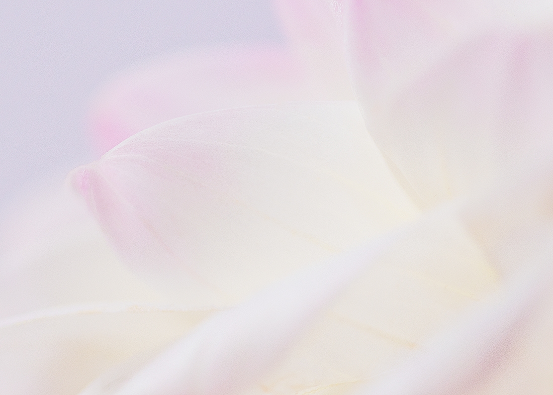 Tender beauty