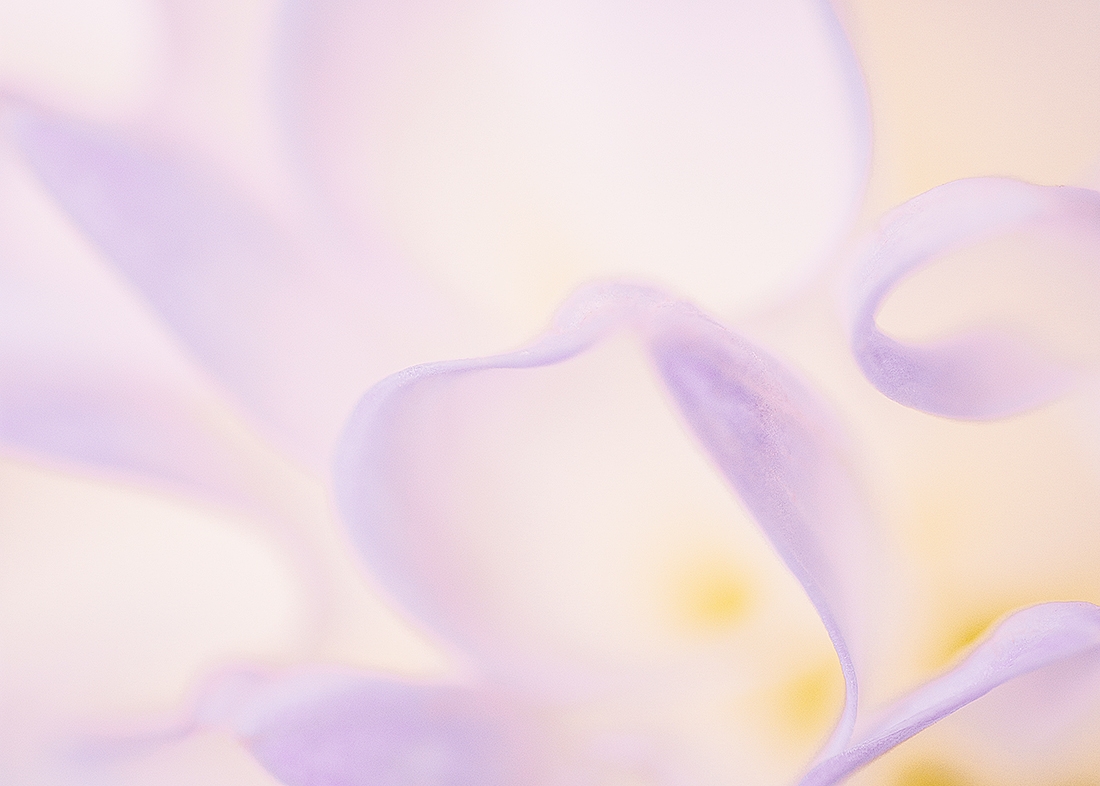 Tender beauty