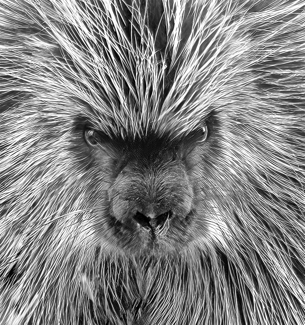 American Porcupine