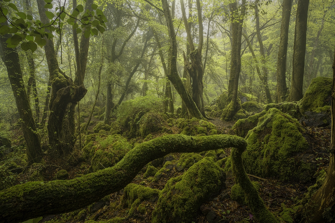 shapes in the woods