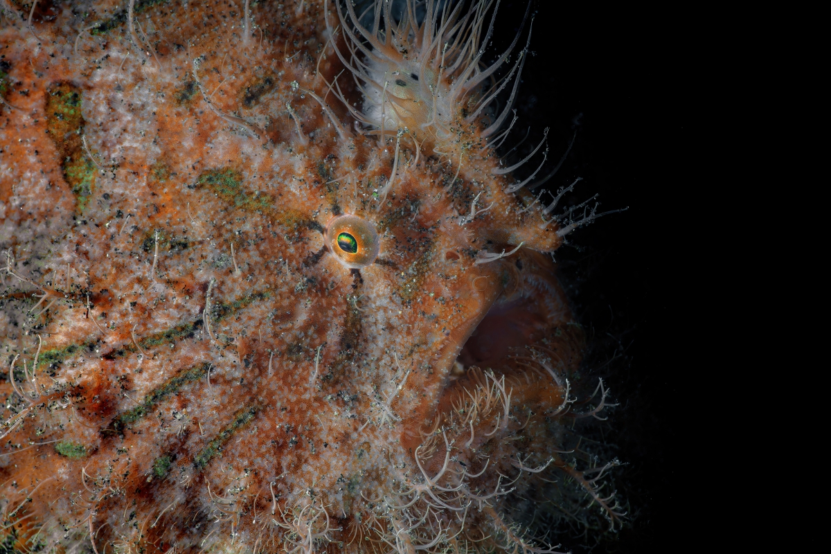 The Enigmatic Hairy Frogfish⁠