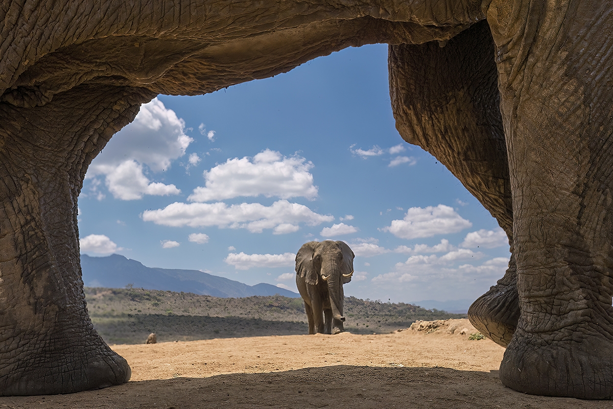 Elefante in cornice