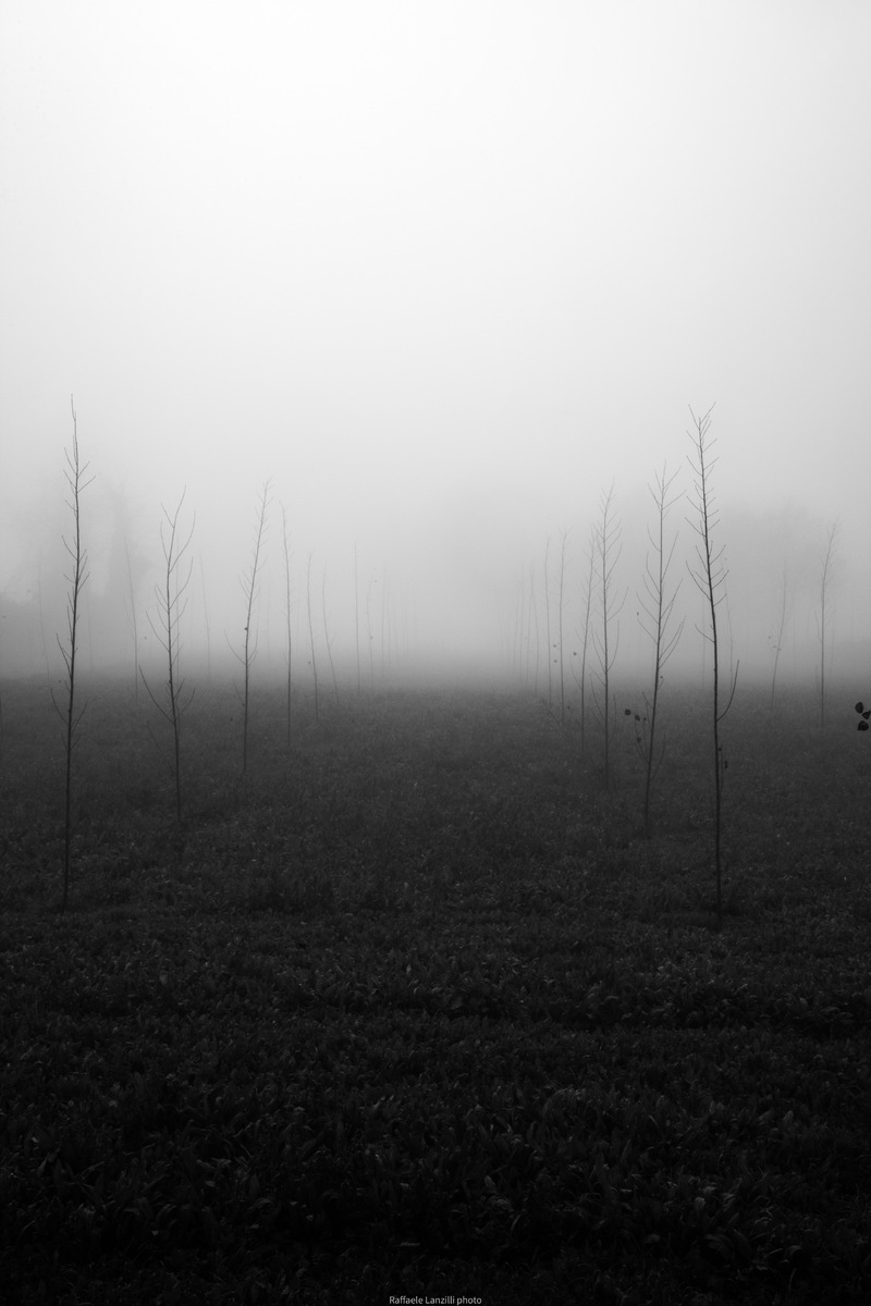 Lines in fog
