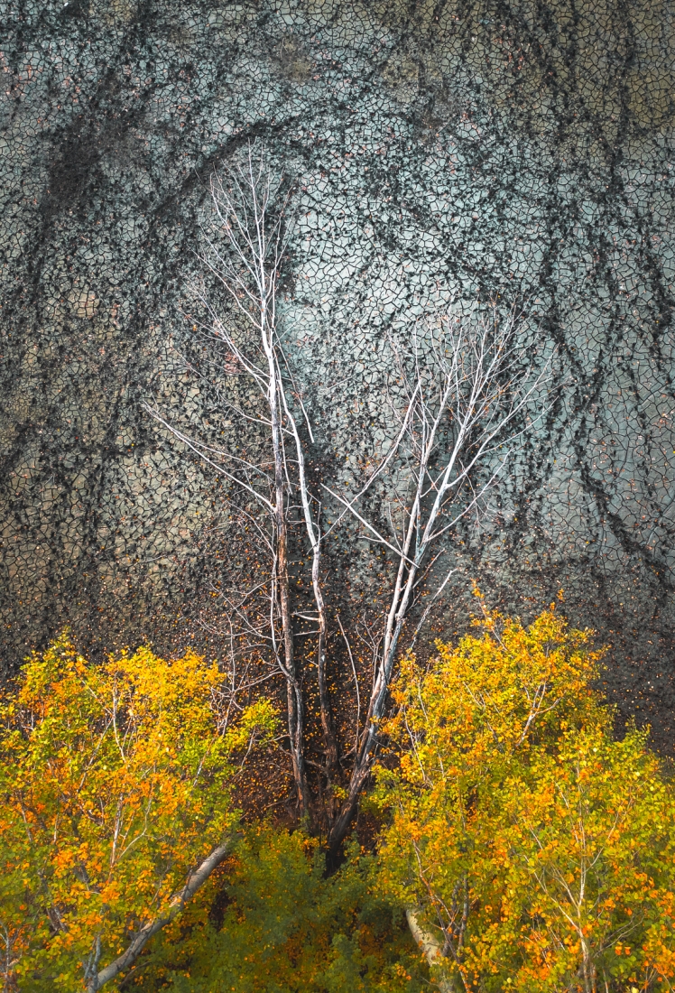 Tree Fallin'