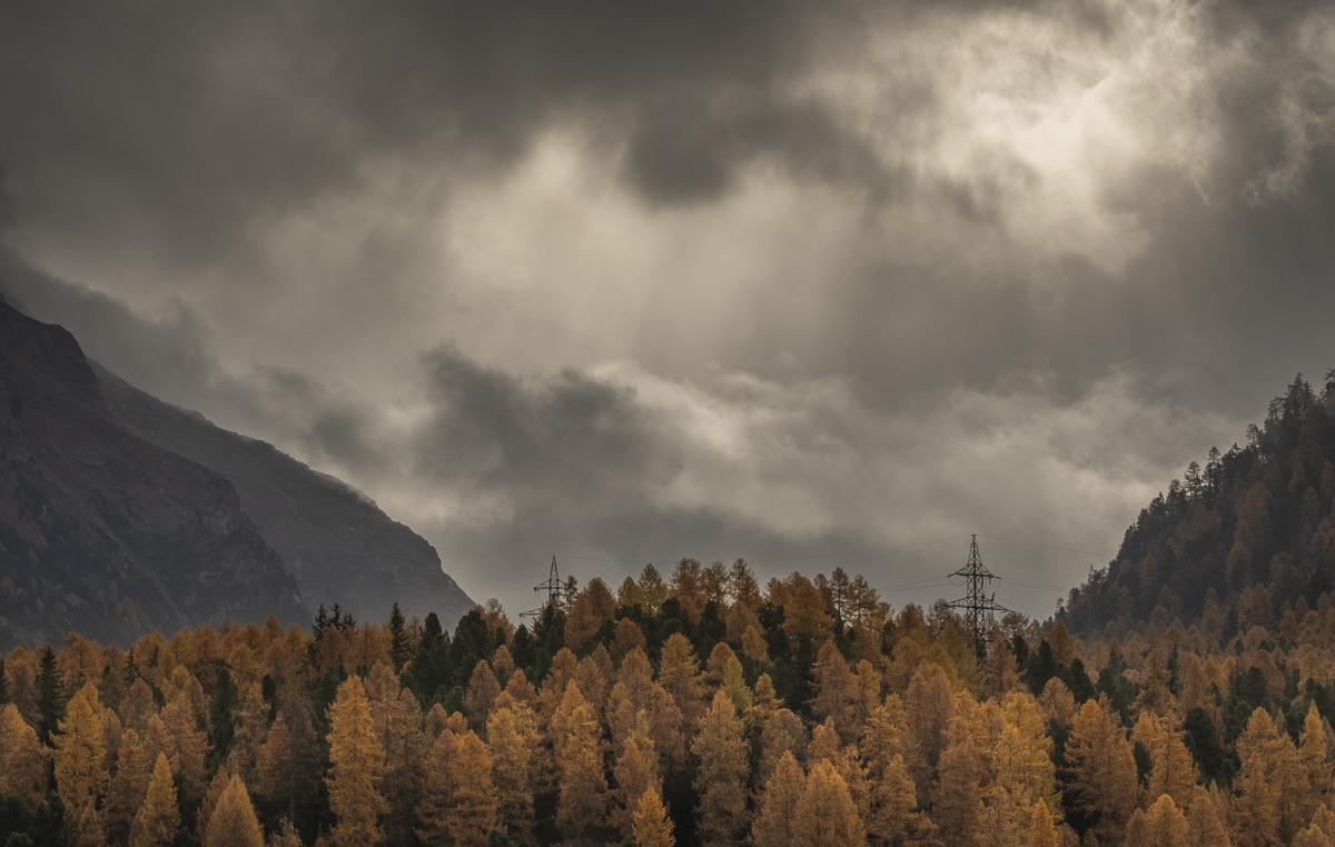 The Beauty in Larch