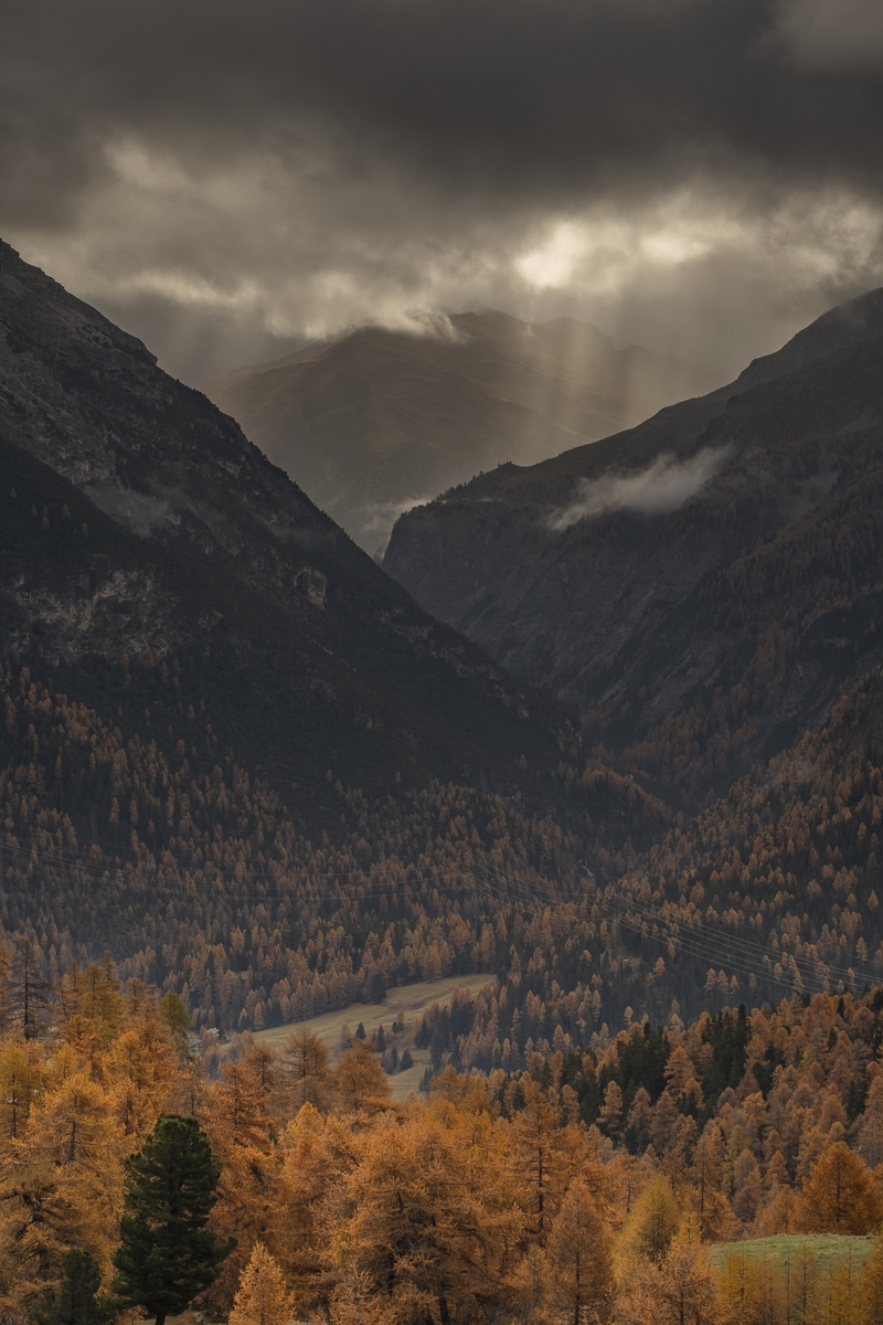 The Beauty in Larch