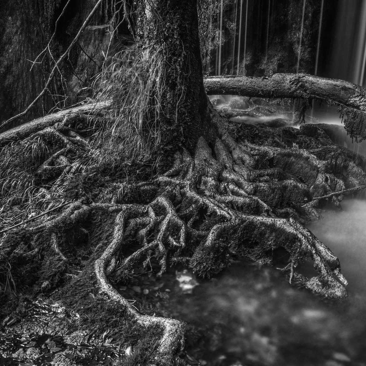 The Forrest