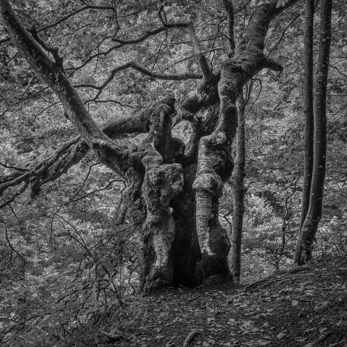 The Forrest
