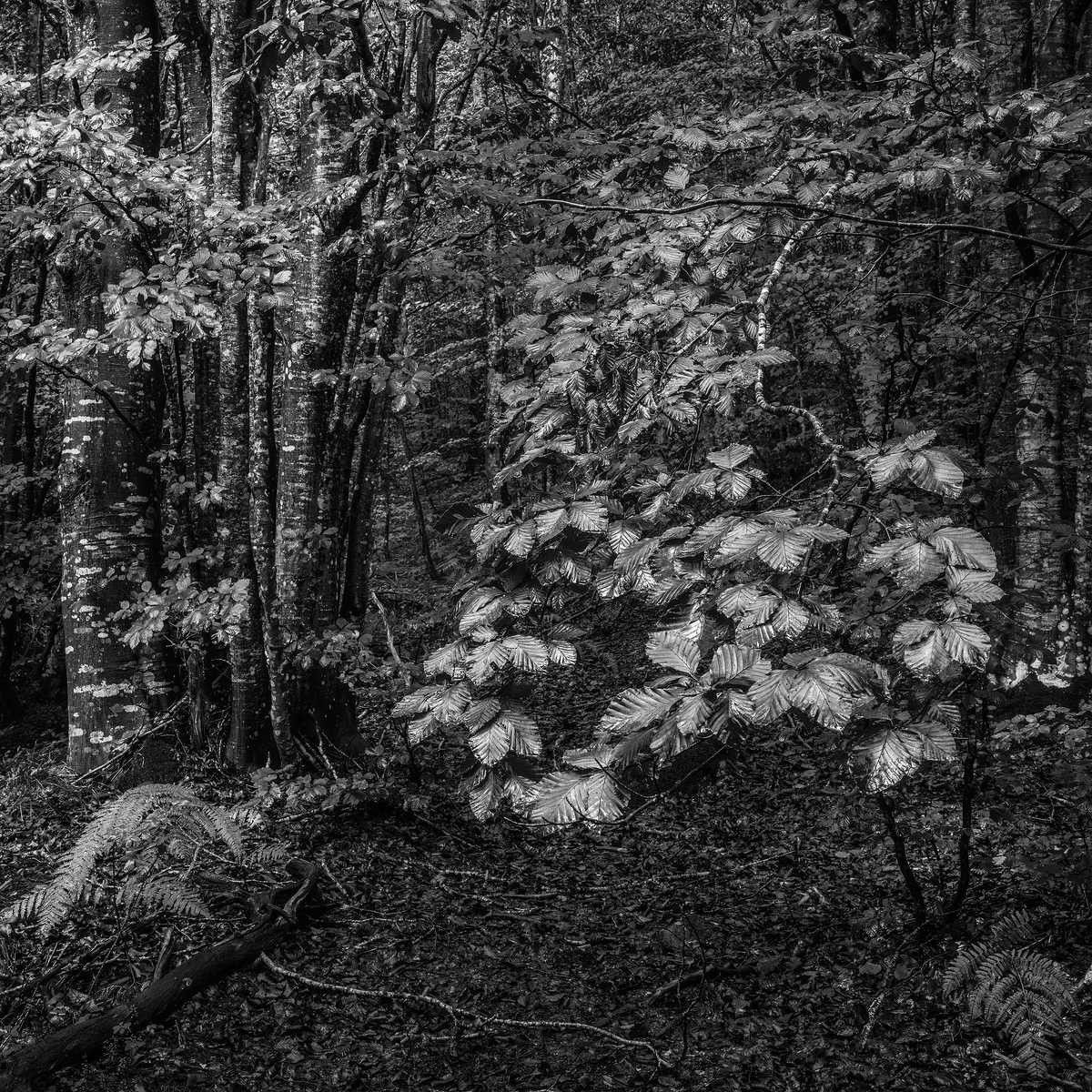 The Forrest