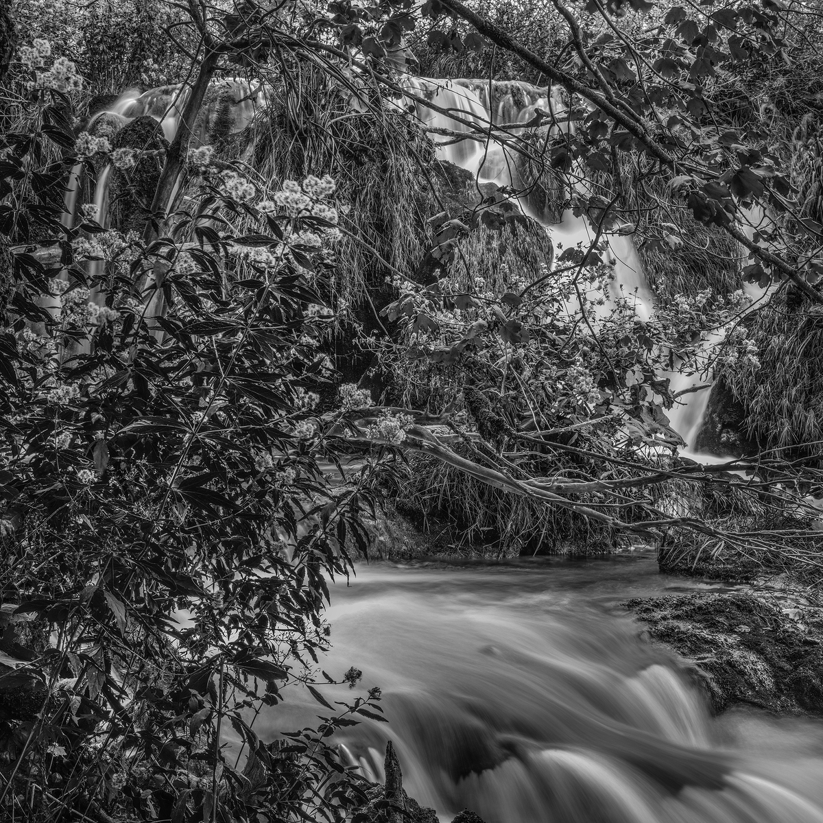 The Forrest