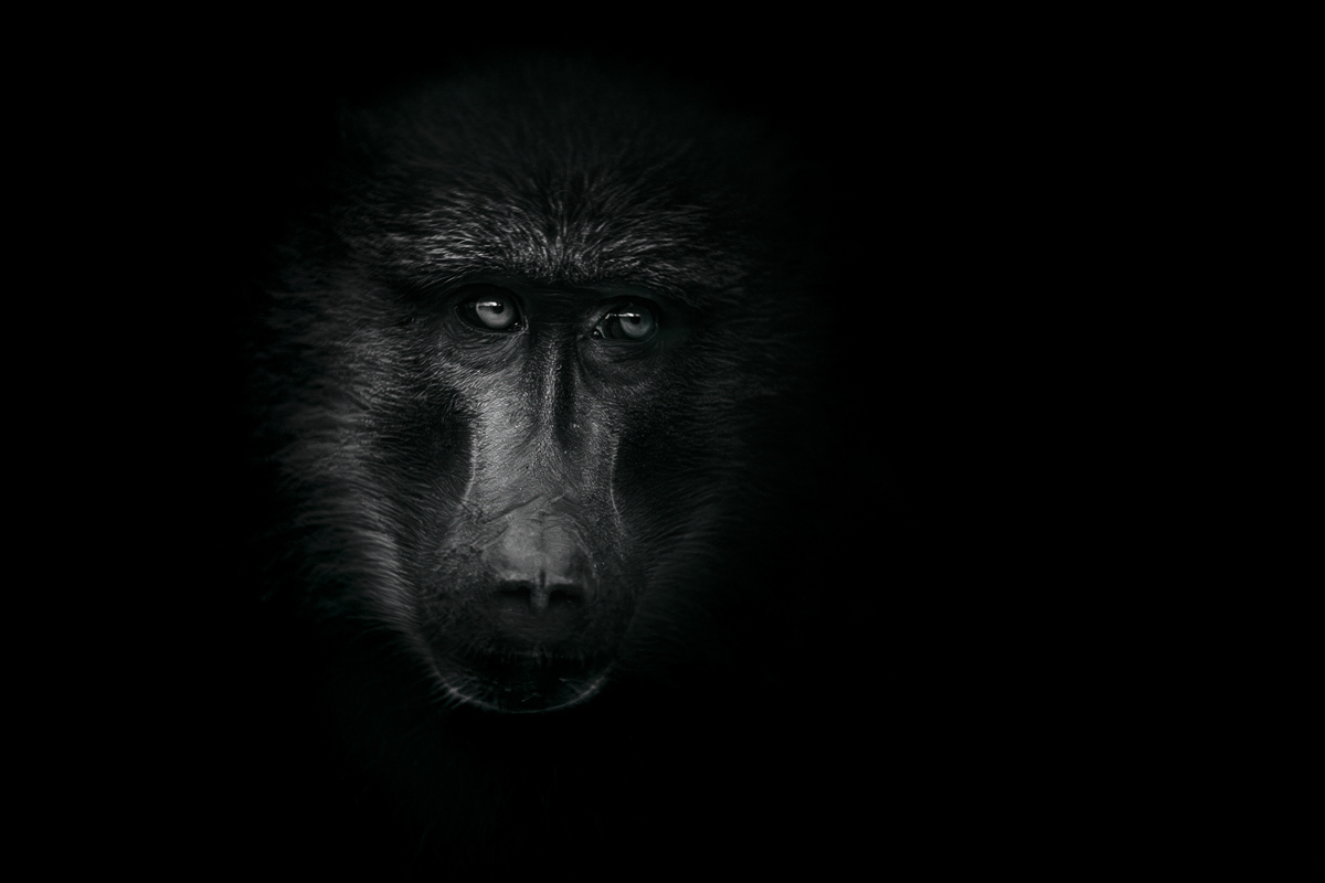 The Ancient Gaze