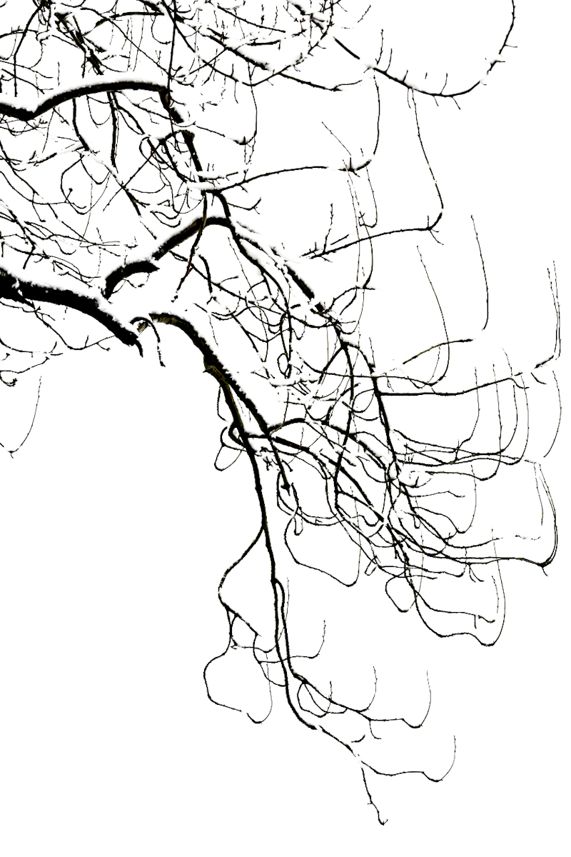 Branches Amid Snow