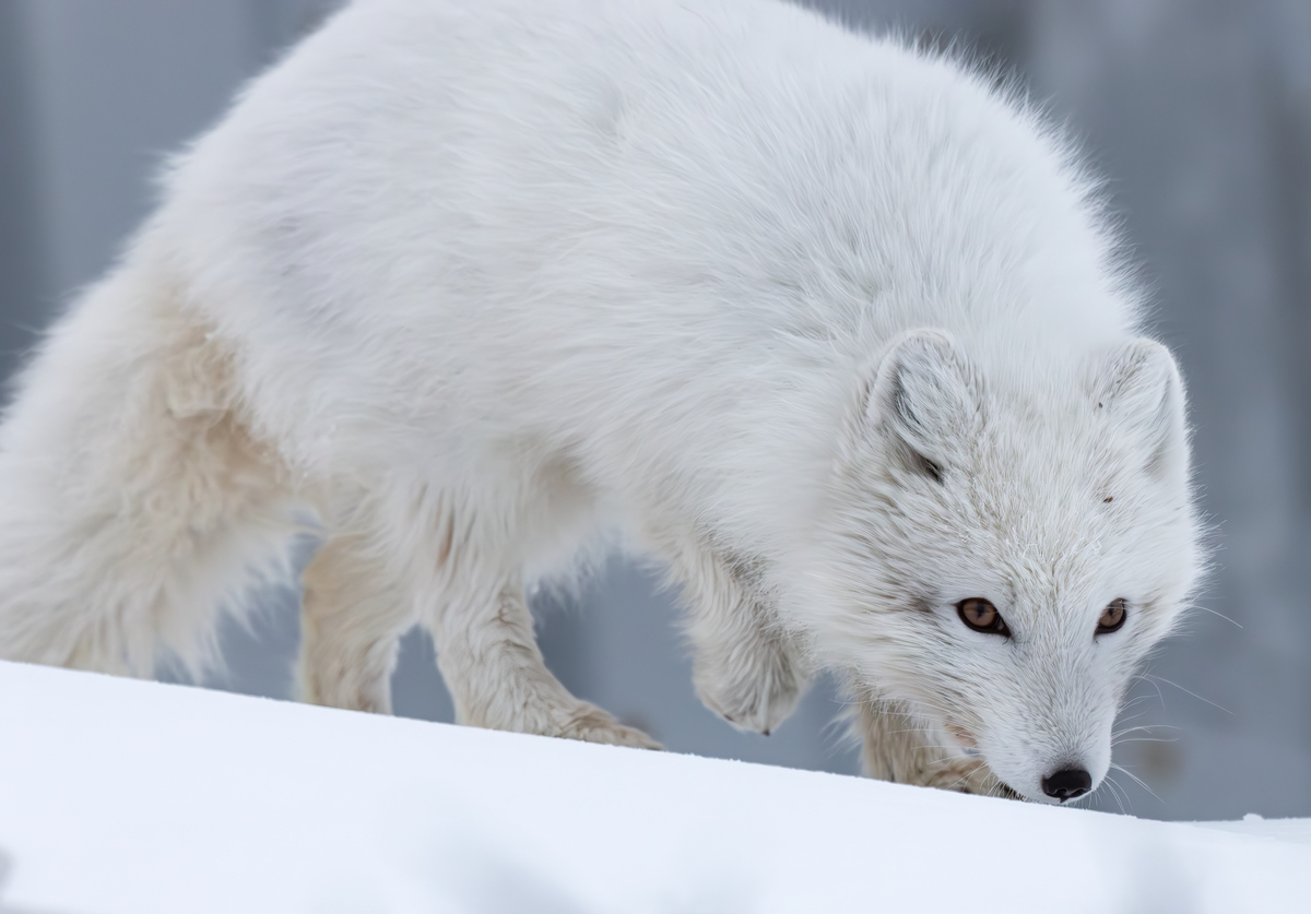 Winter Coat 