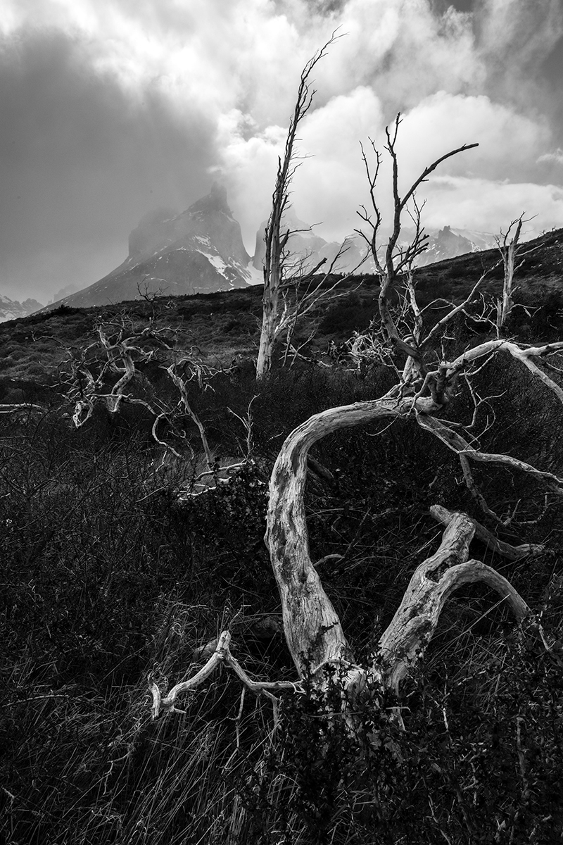 The Silent Cry of Patagonia