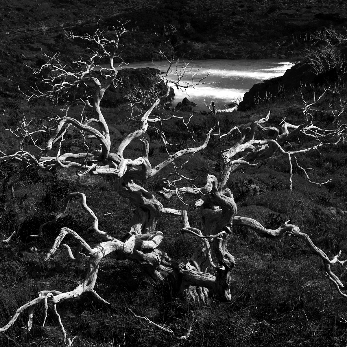 The Silent Cry of Patagonia