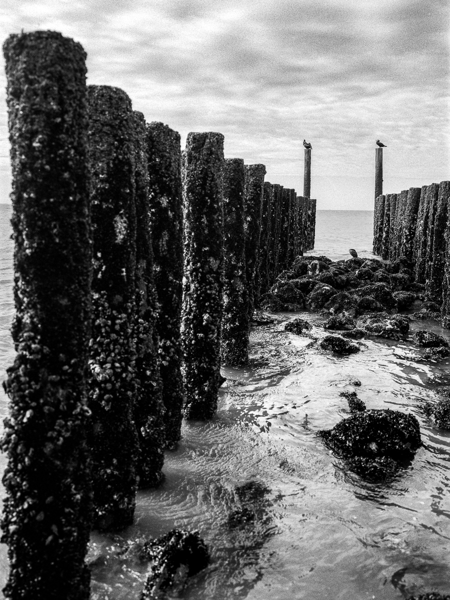 North Sea pileheads and cormorants, Zoutelande, Netherlands, October 2024