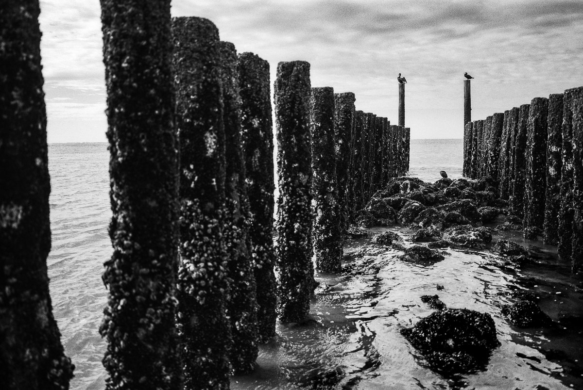 North Sea pileheads and cormorants, Zoutelande, Netherlands, October 2024