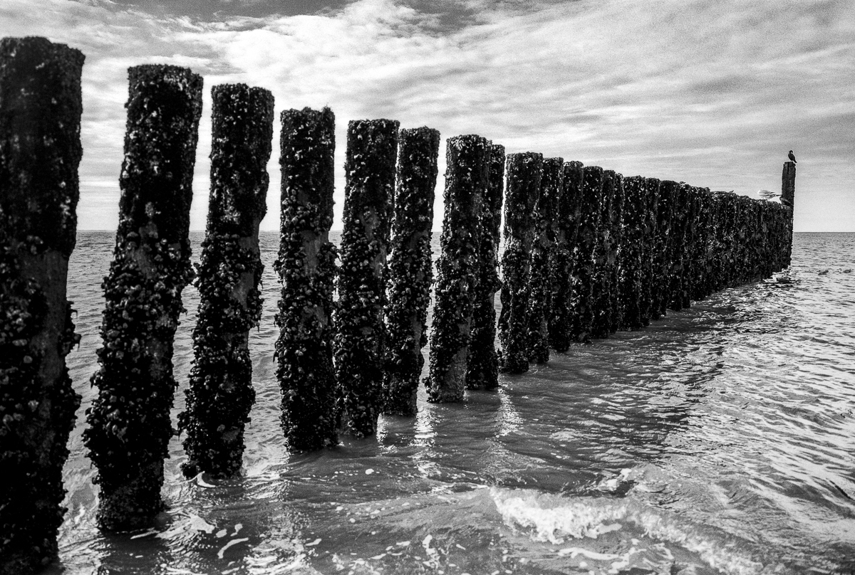 North Sea pileheads and cormorants, Zoutelande, Netherlands, October 2024