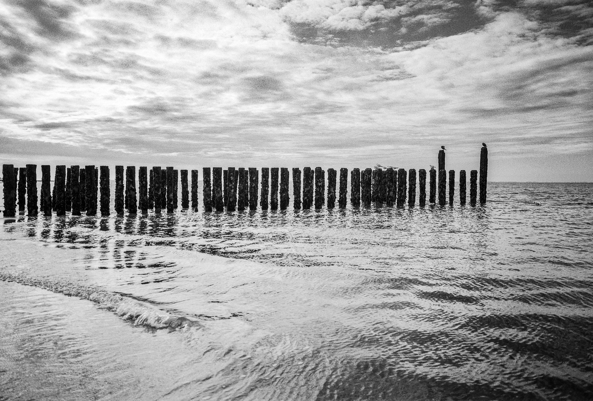 North Sea pileheads and cormorants, Zoutelande, Netherlands, October 2024