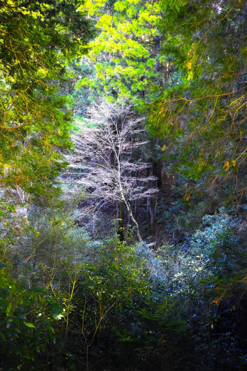 Beauty In Decay