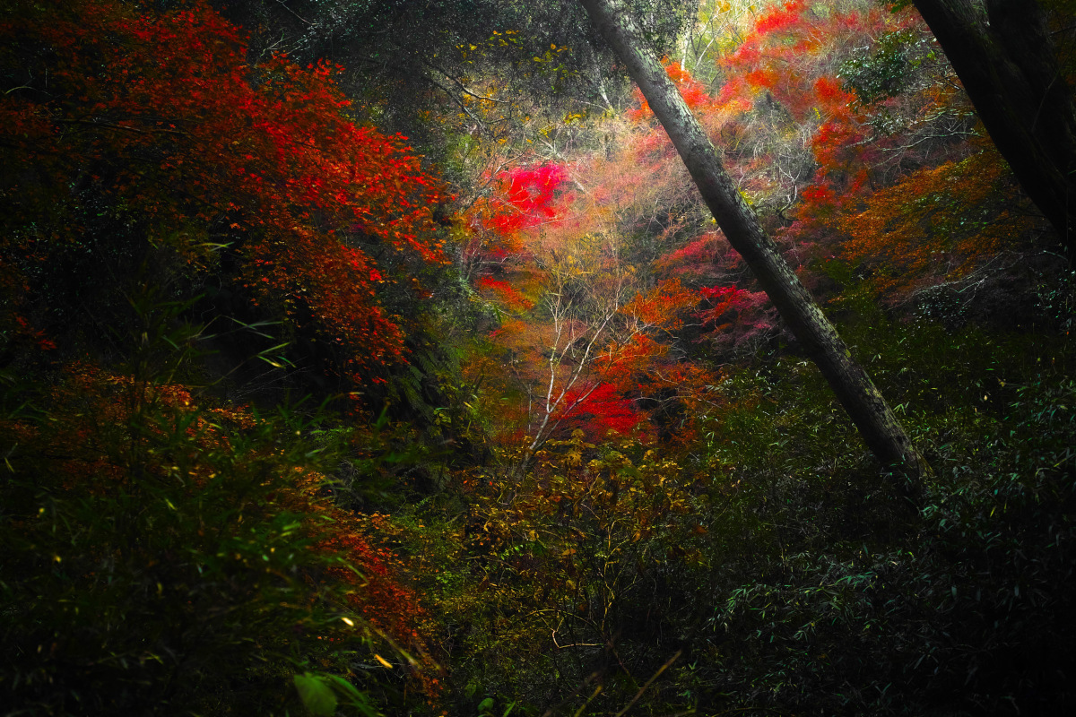 Crimson In Forest