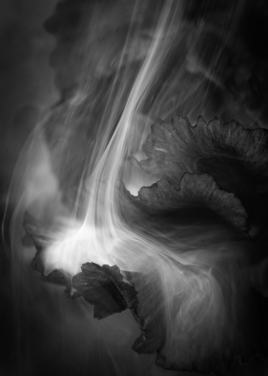 Dream States