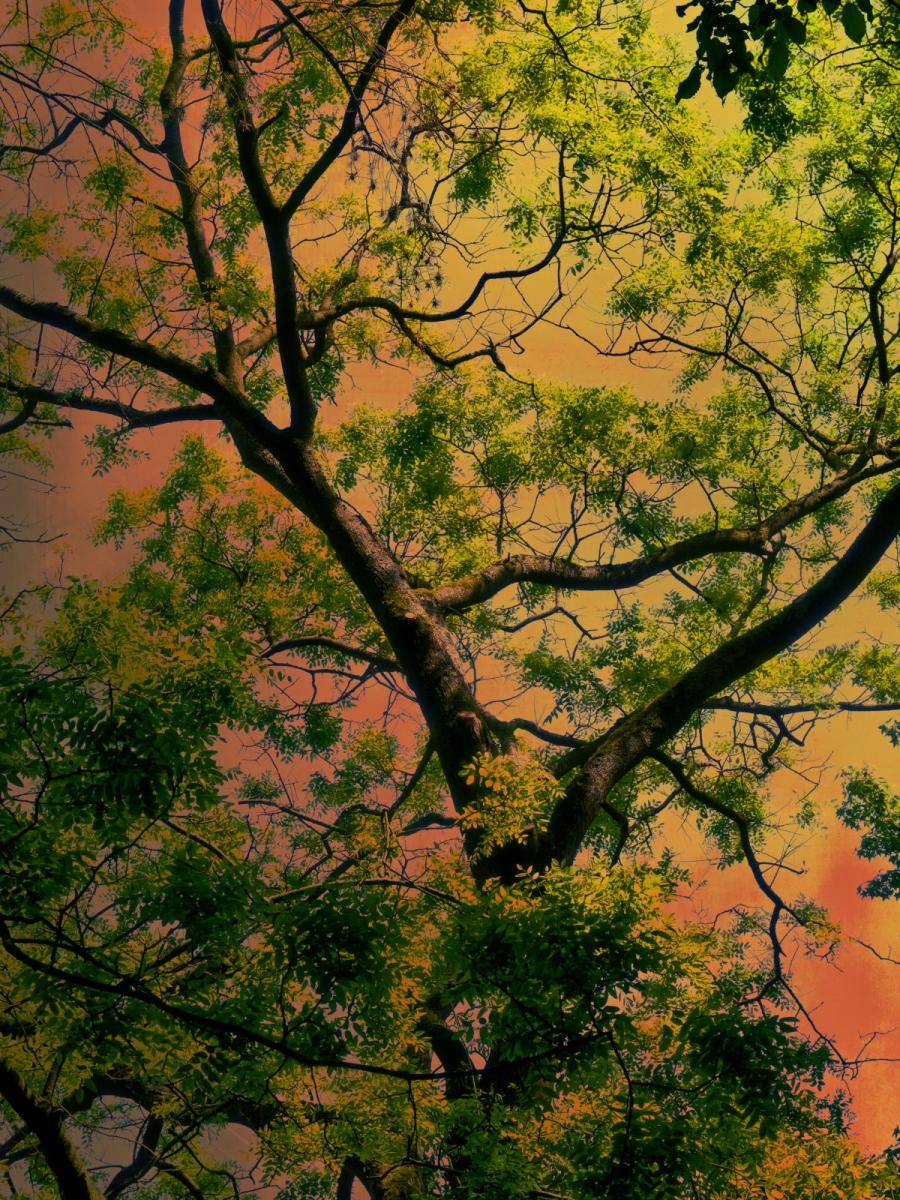 Whispering Forest