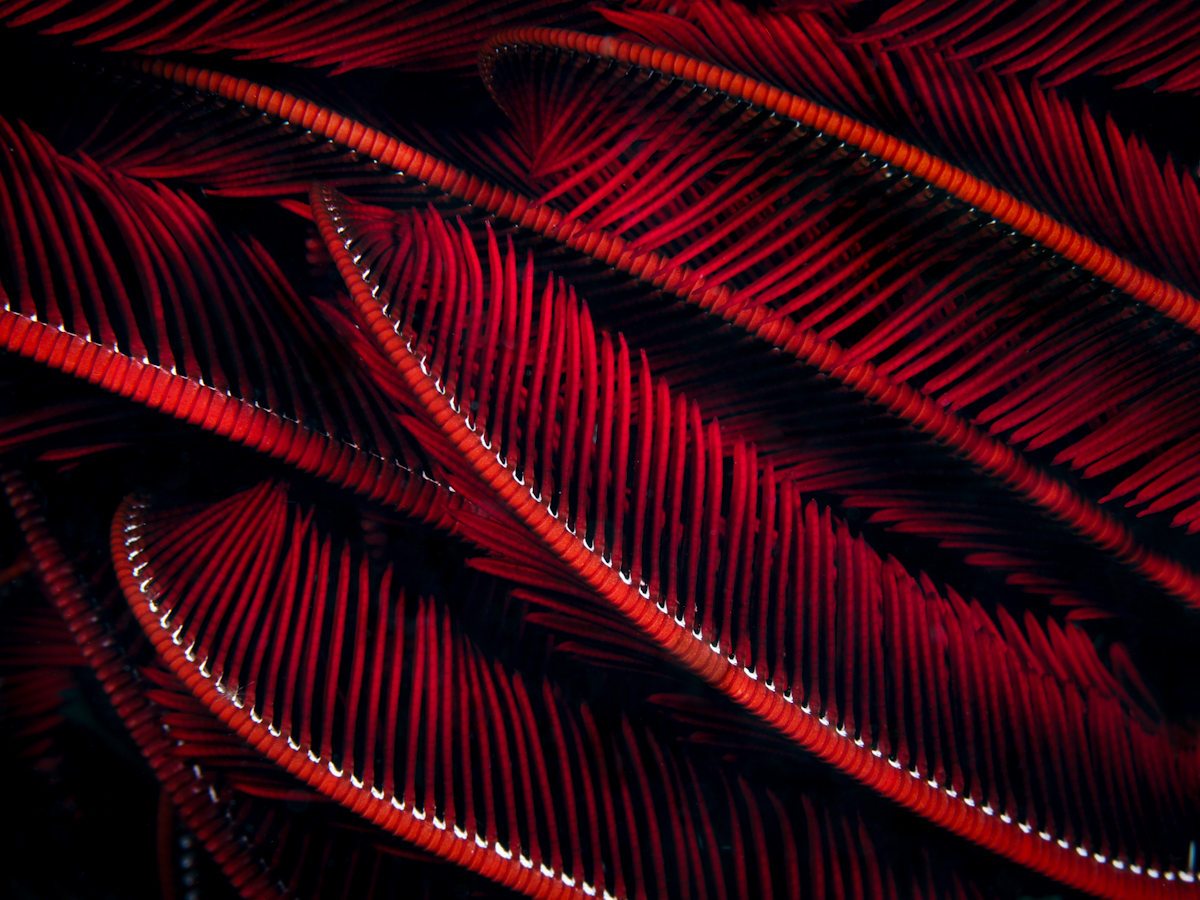 Fractals of the Sea