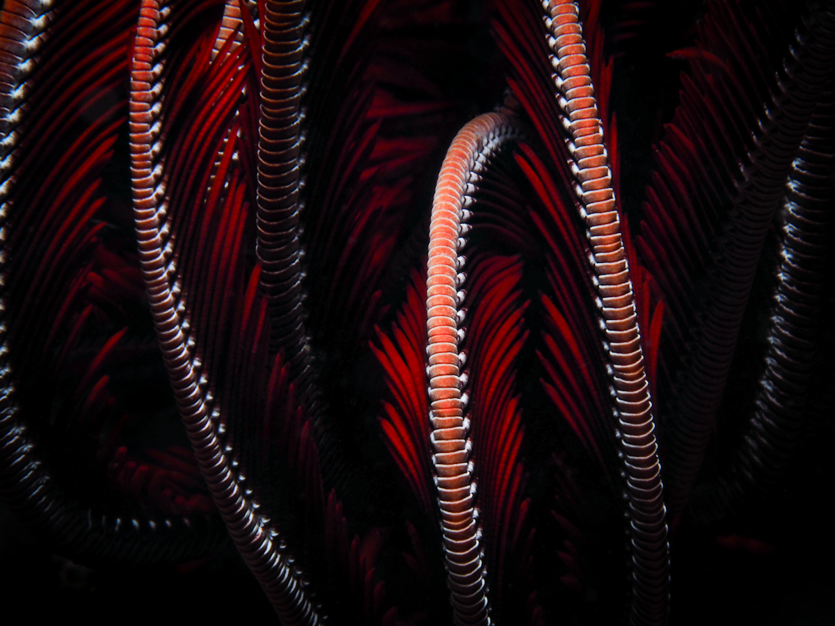 Fractals of the Sea