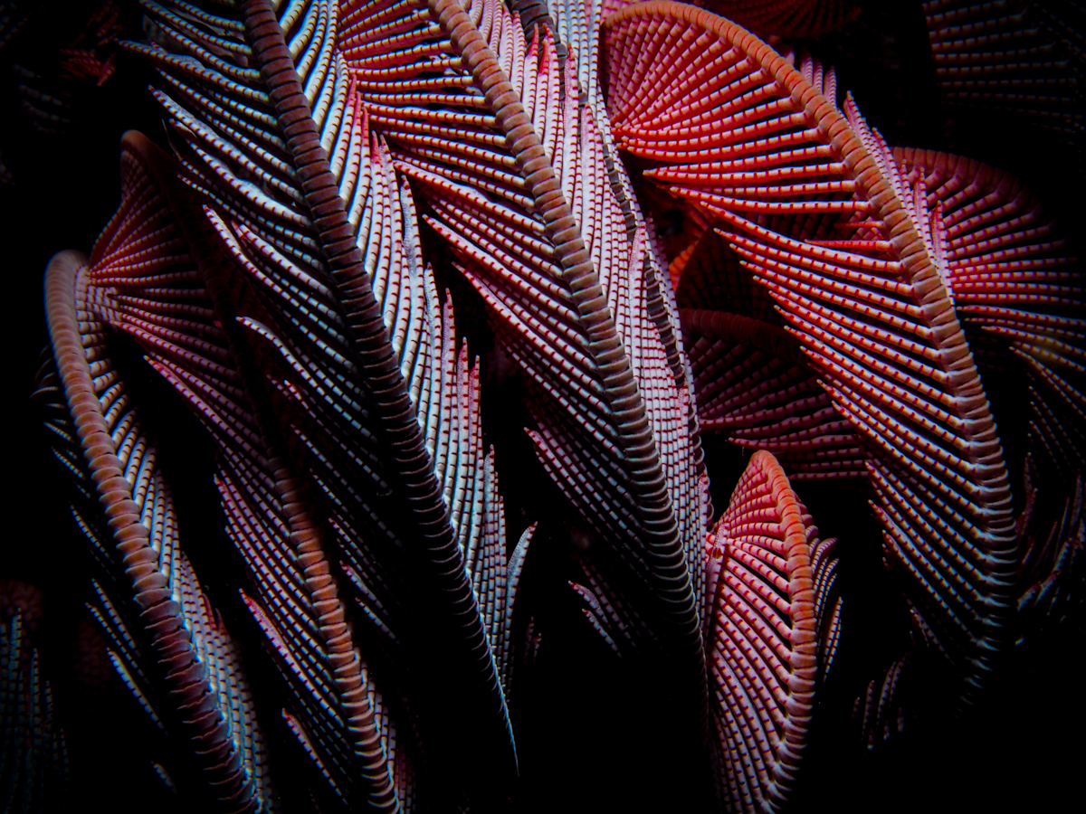 Fractals of the Sea