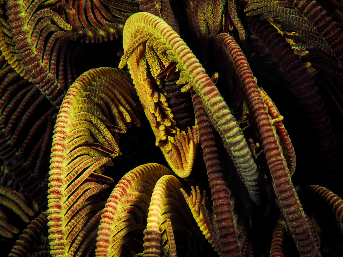 Fractals of the Sea