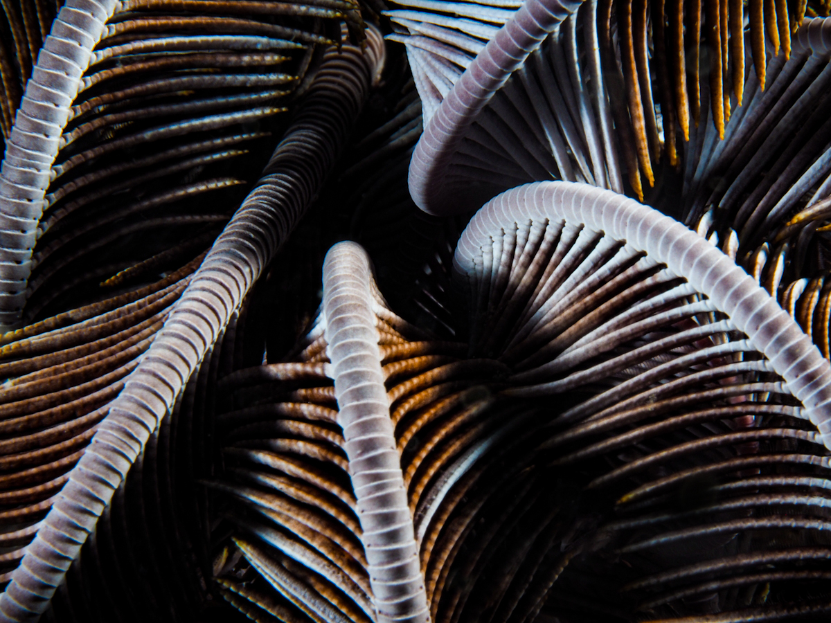 Fractals of the Sea