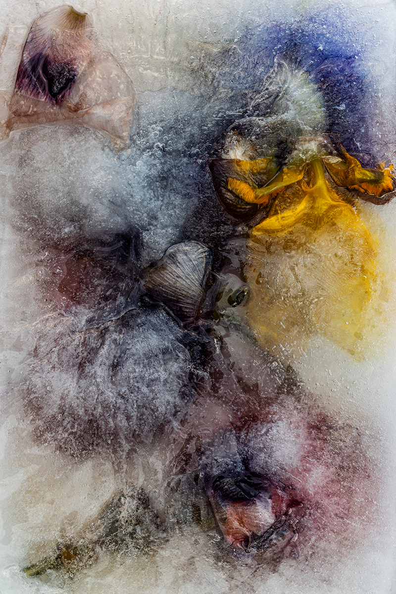 Frozen Flowers 