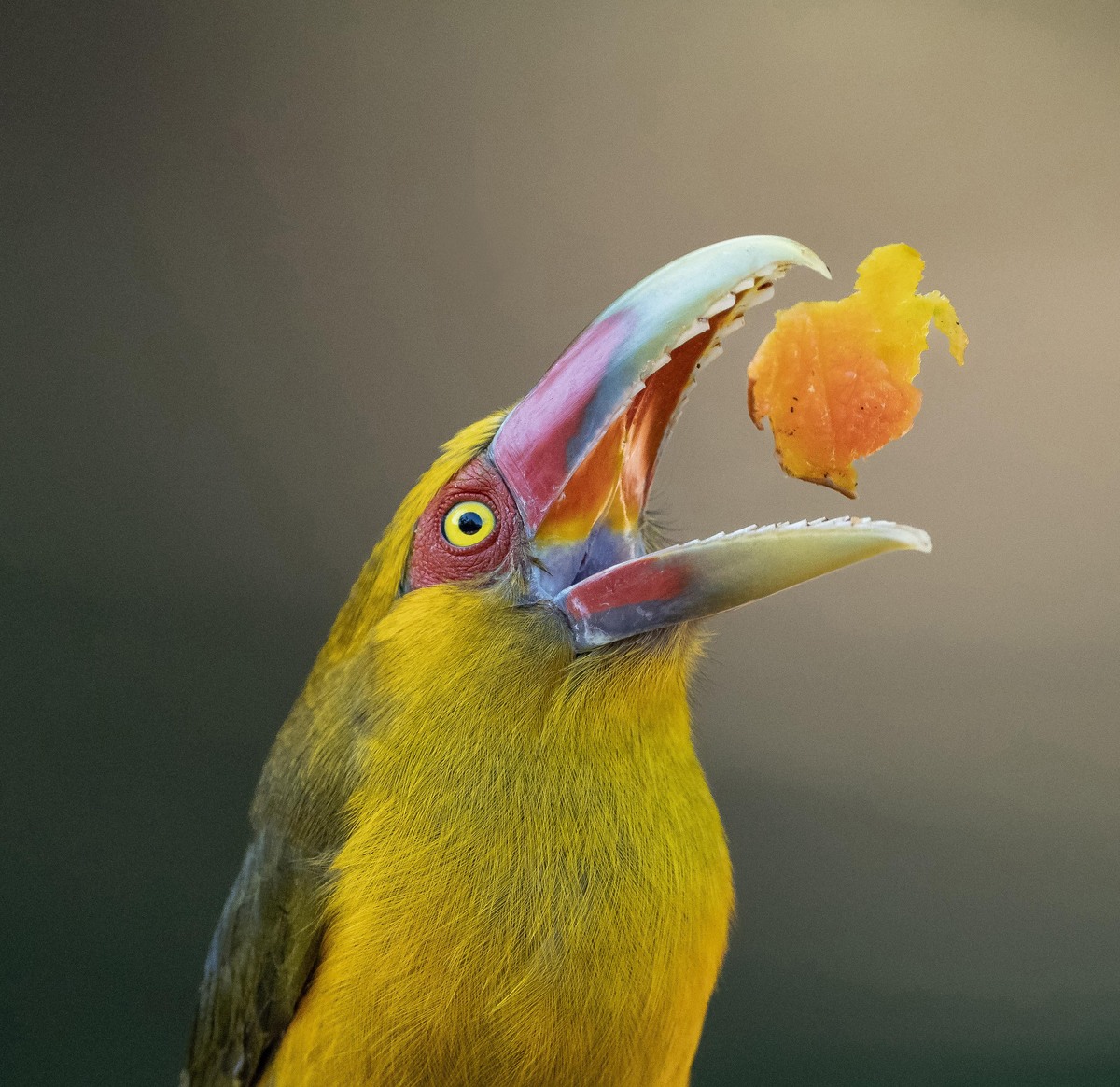 Toucan Family Portraits