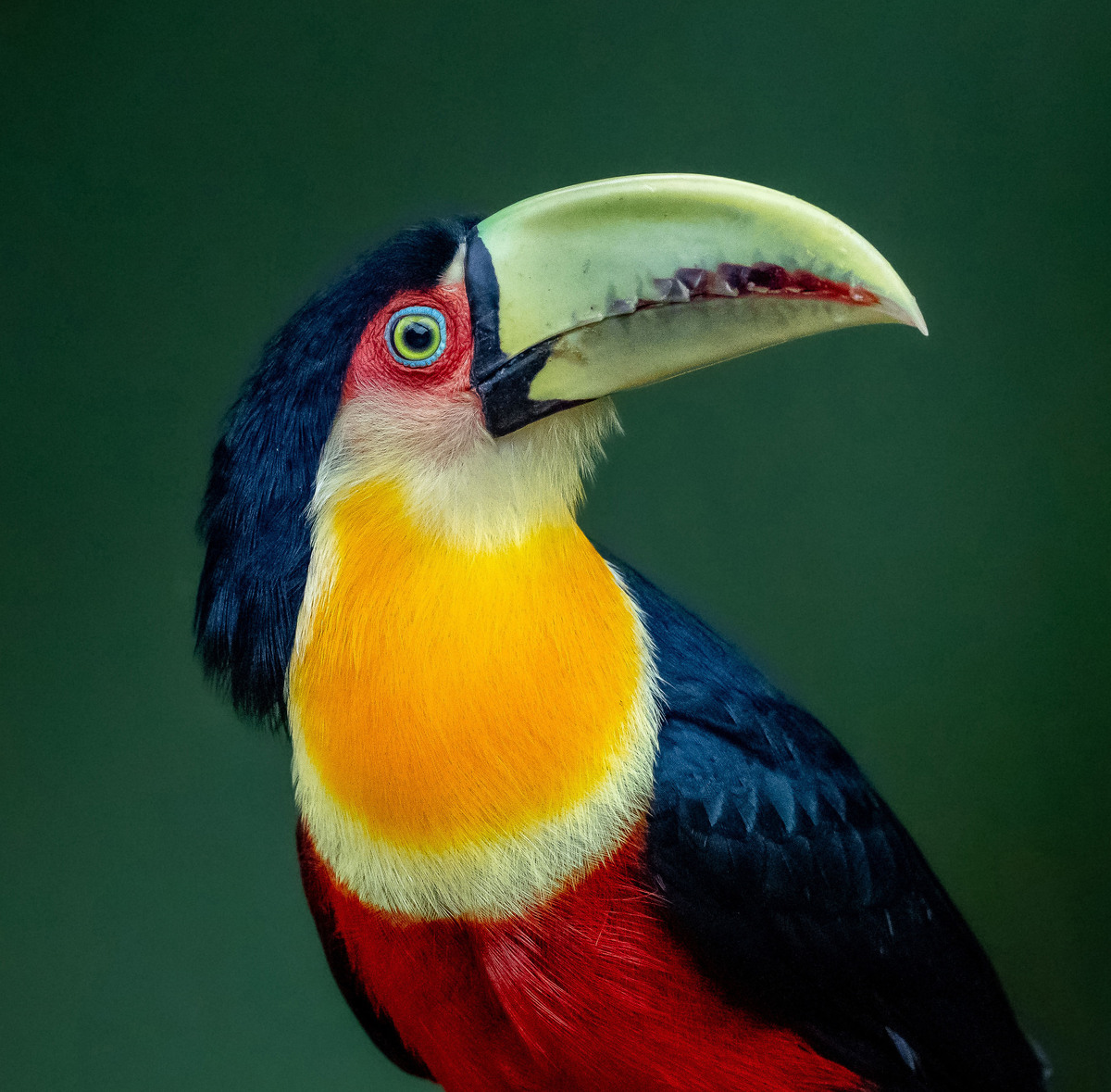 Toucan Family Portraits
