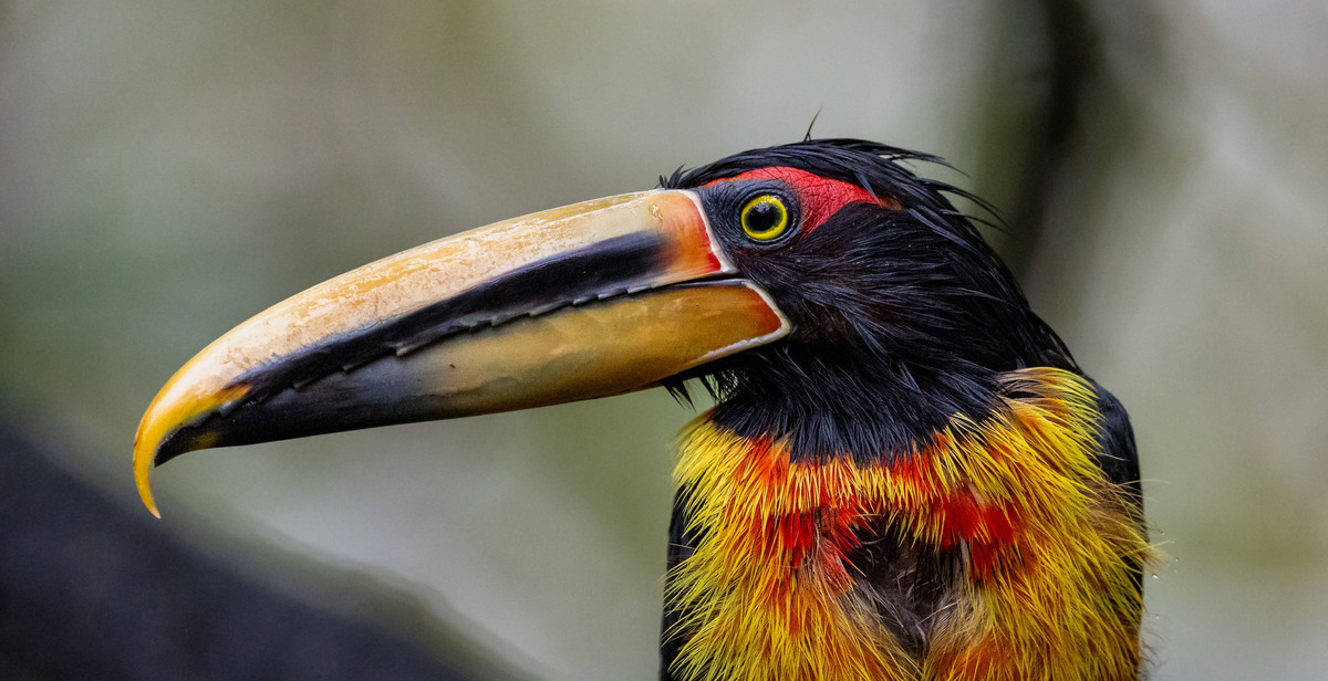 Toucan Family Portraits