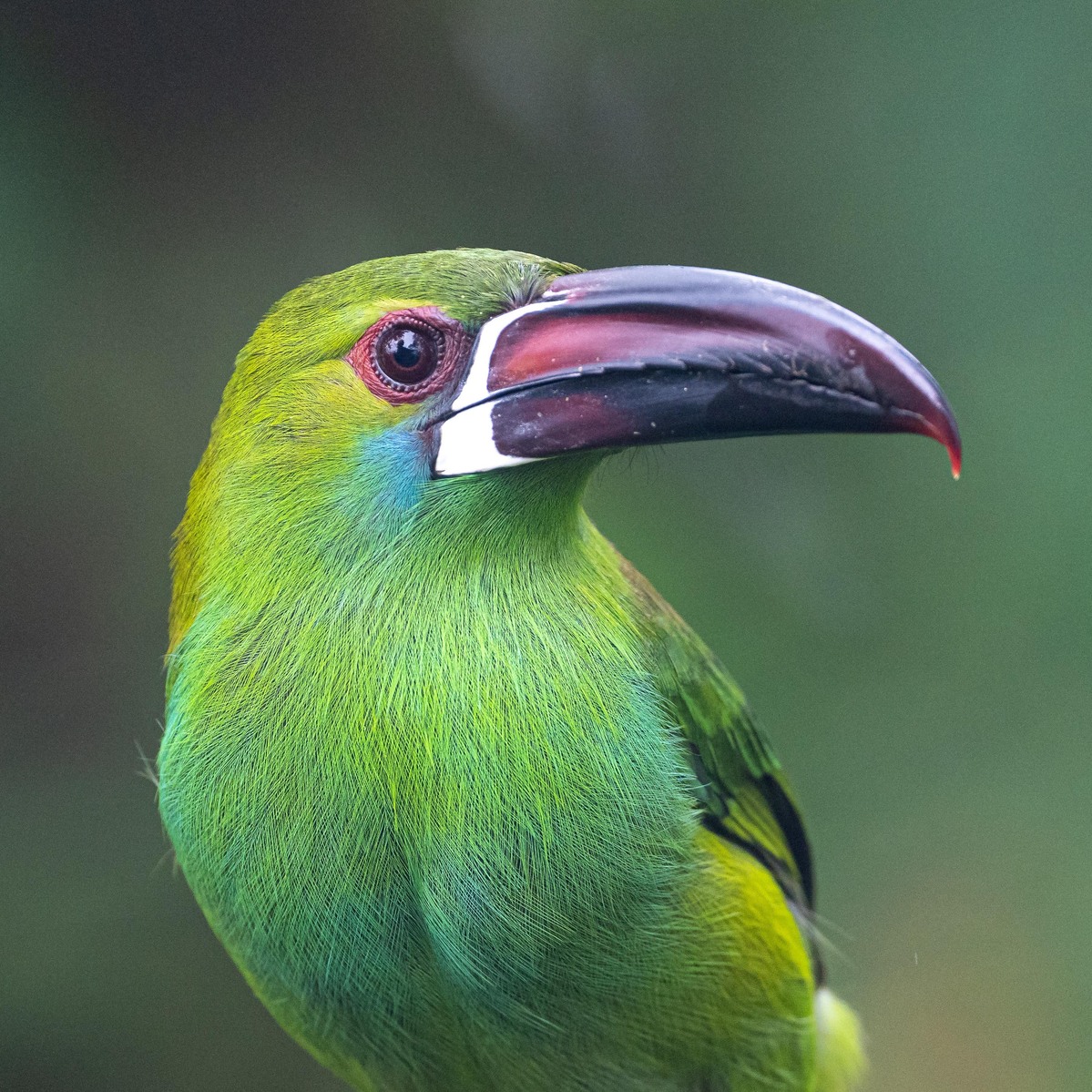 Toucan Family Portraits