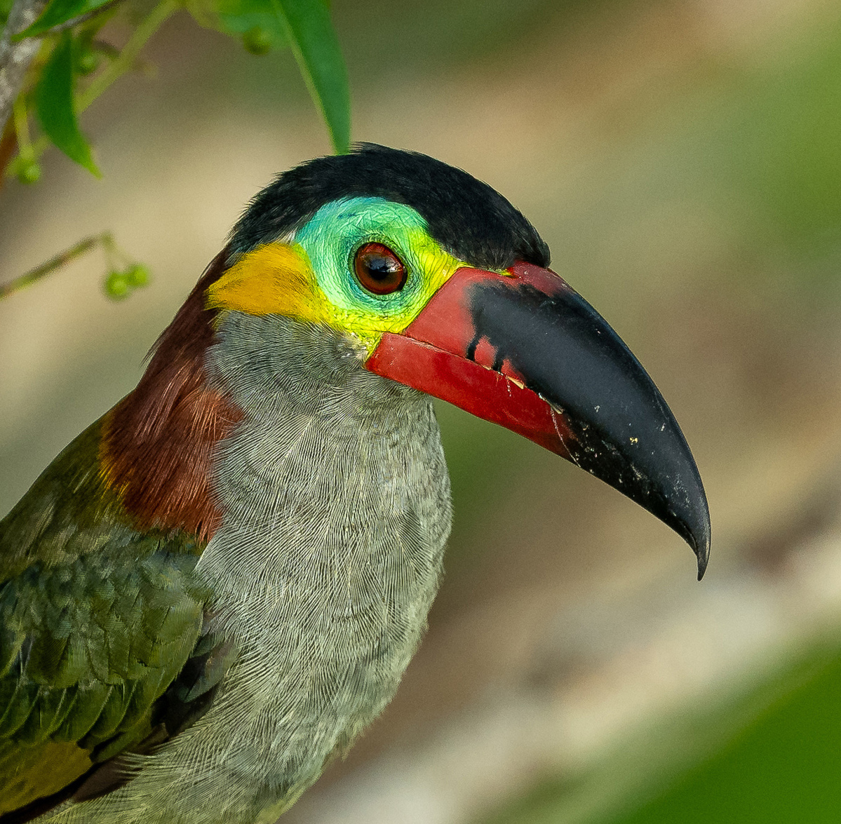 Toucan Family Portraits
