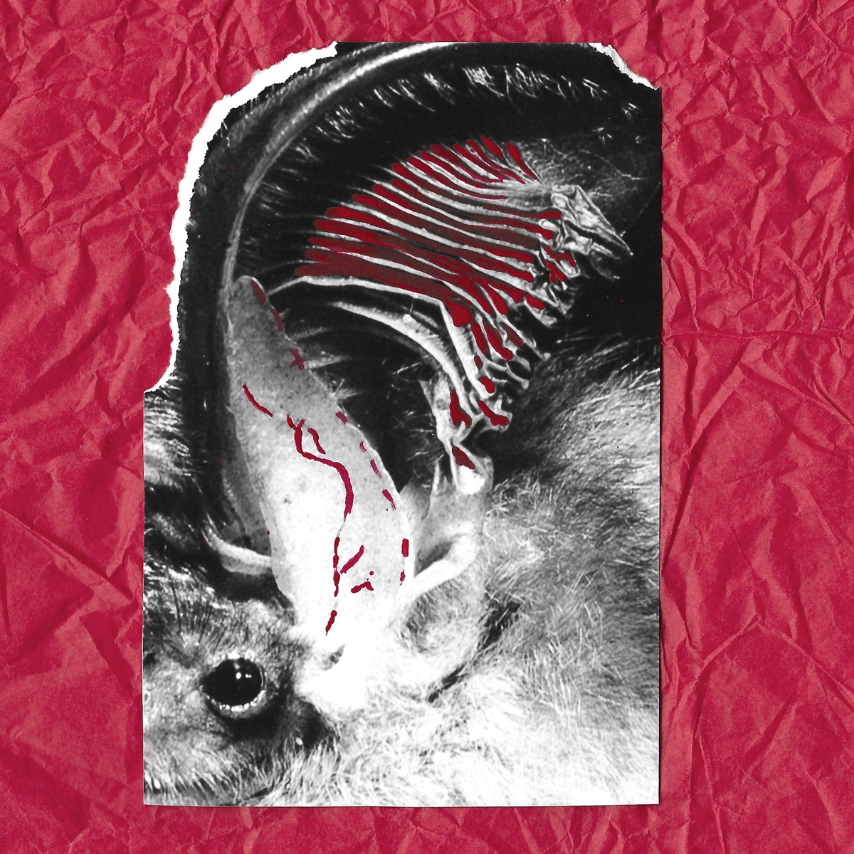 Blood on Broken Wings: Unseen victims of War