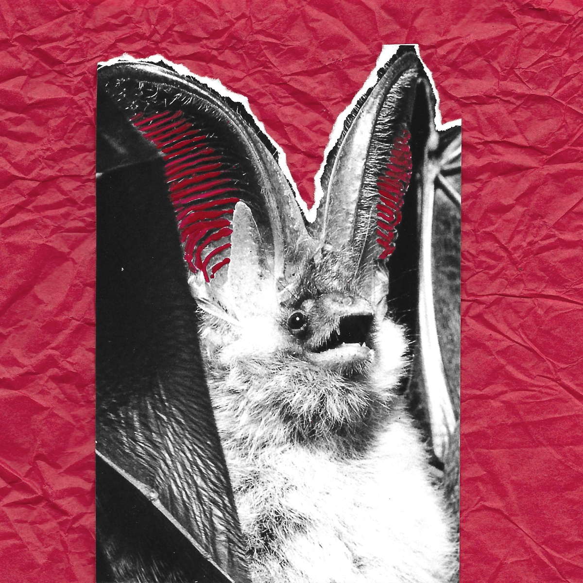 Blood on Broken Wings: Unseen victims of War