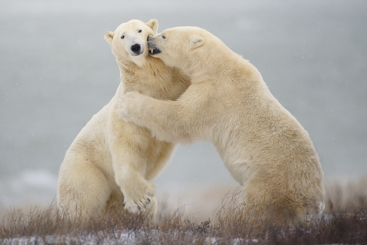 Polar Bears of Churchill, Canada