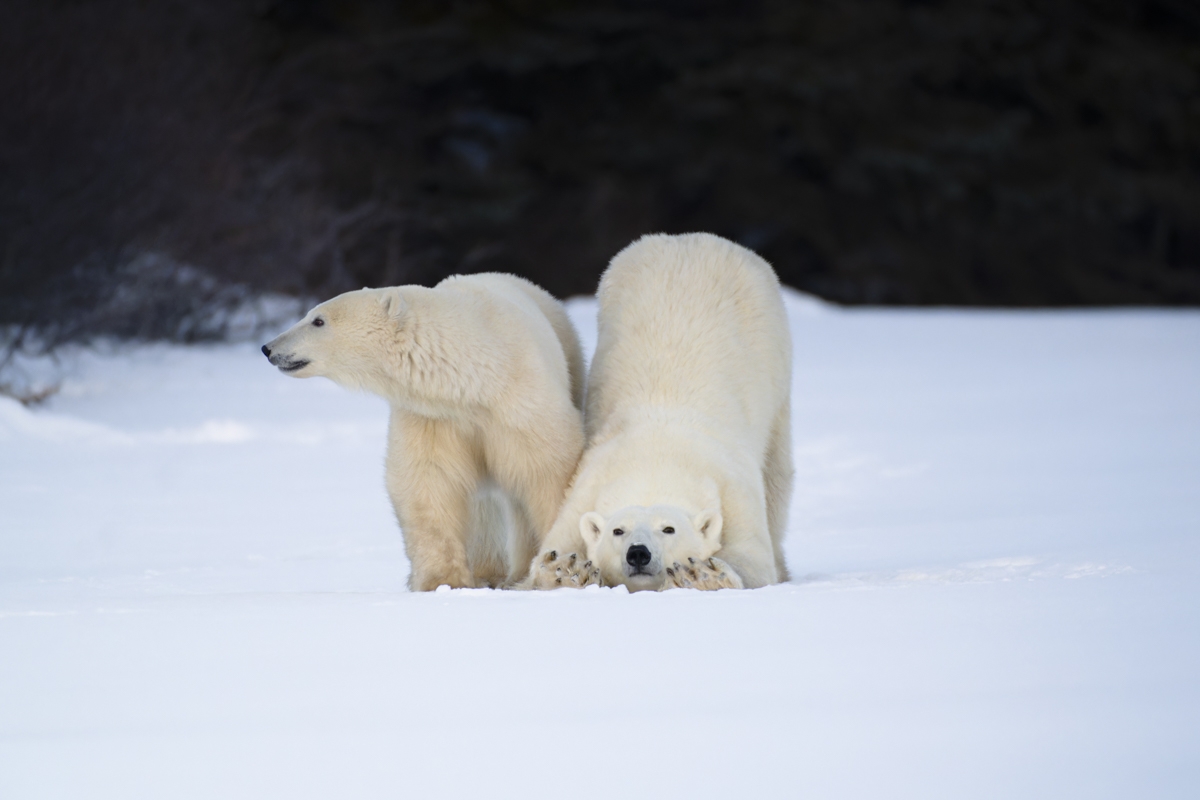 Polar Bears of Churchill, Canada