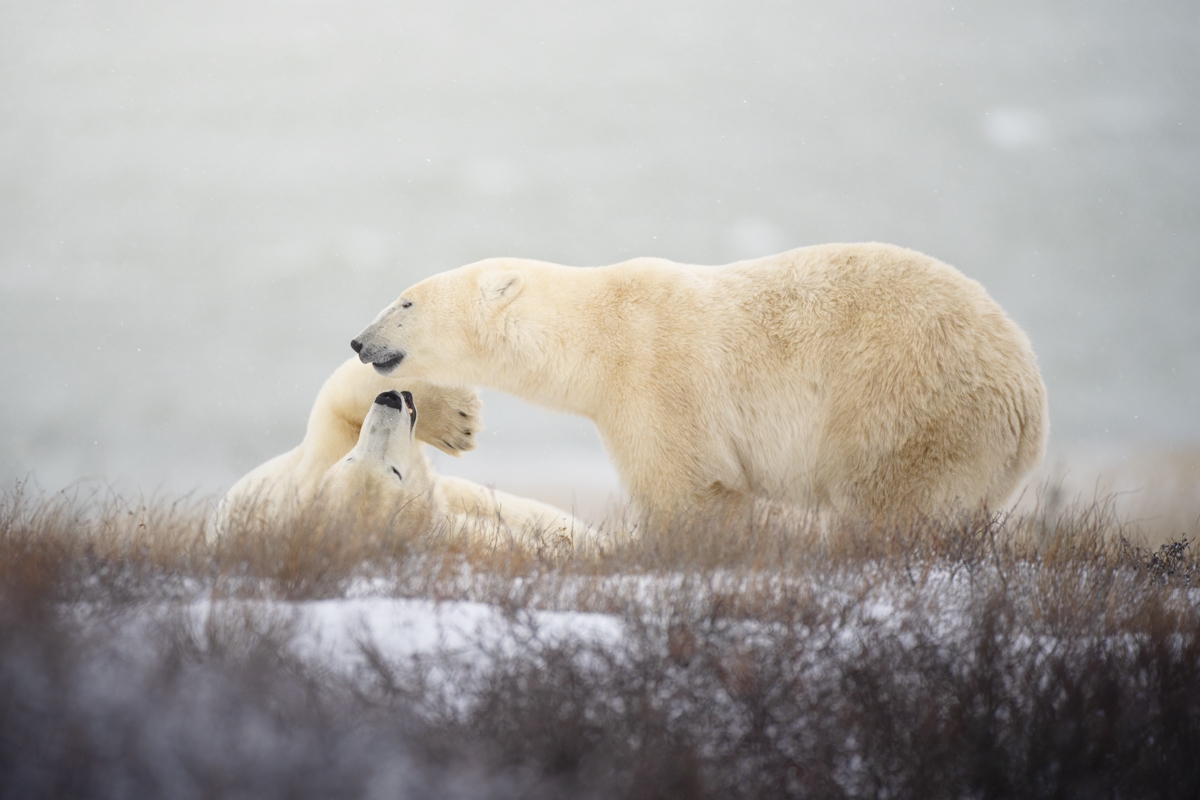 Polar Bears of Churchill, Canada