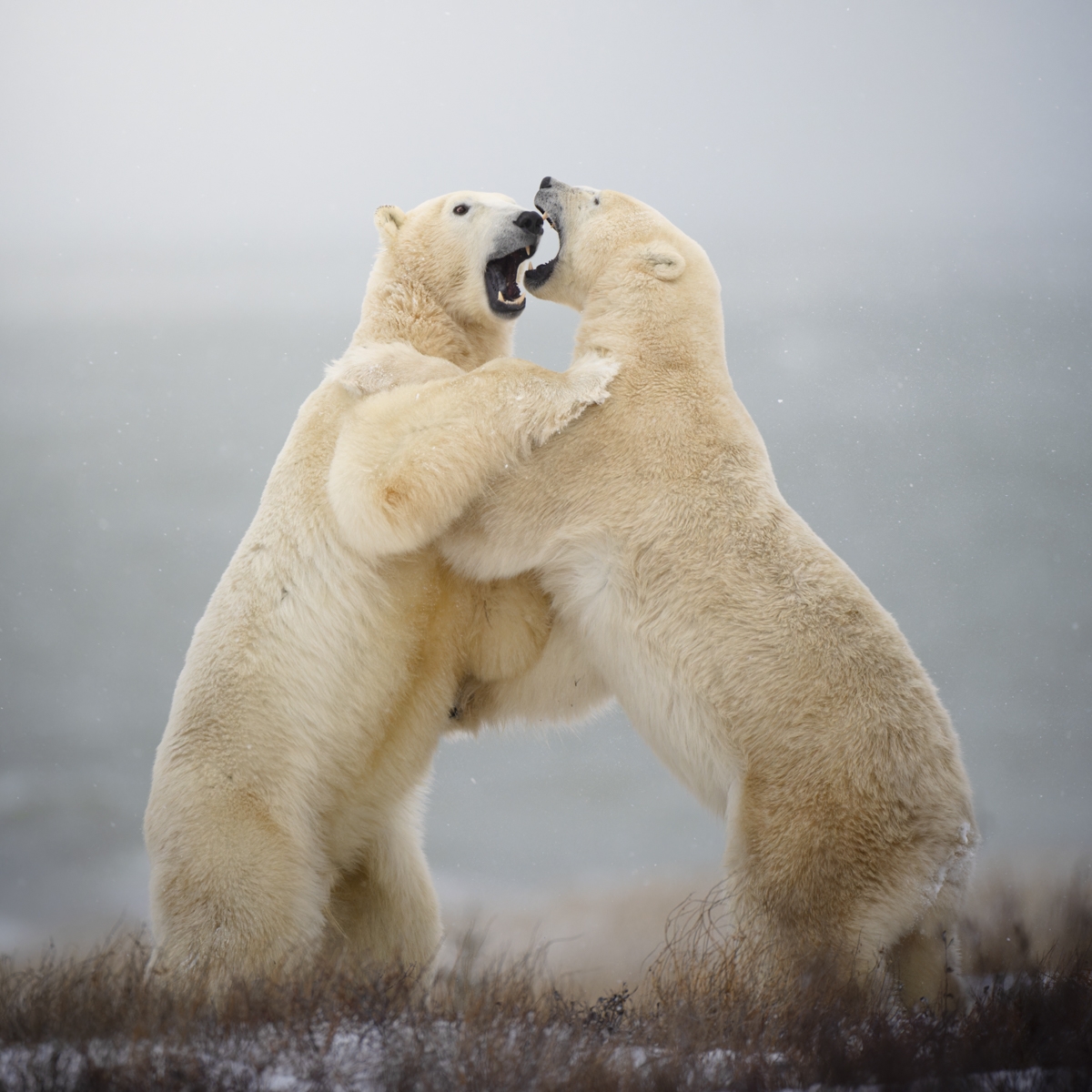 Polar Bears of Churchill, Canada