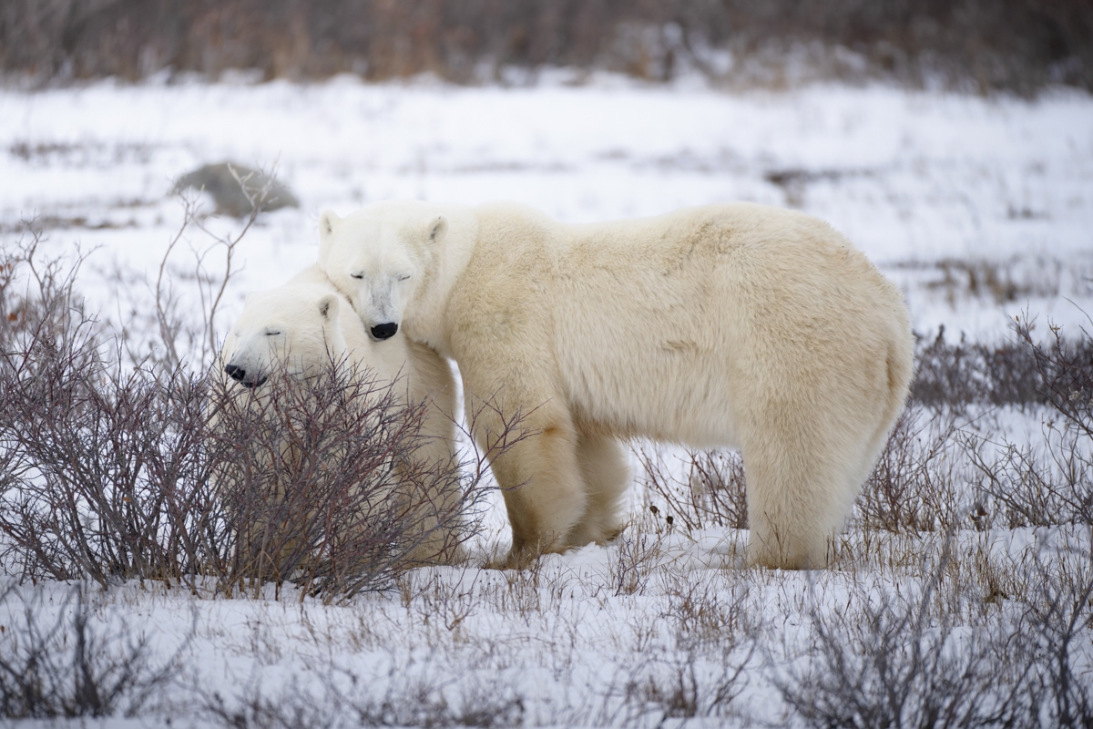 Polar Bears of Churchill, Canada