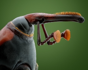 insect Portraits