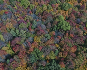 Peak Autumn Foliage in Western Michigan