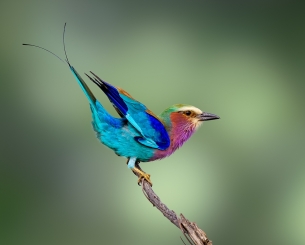 The lilac-breasted roller  