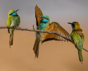 Bee eaters 